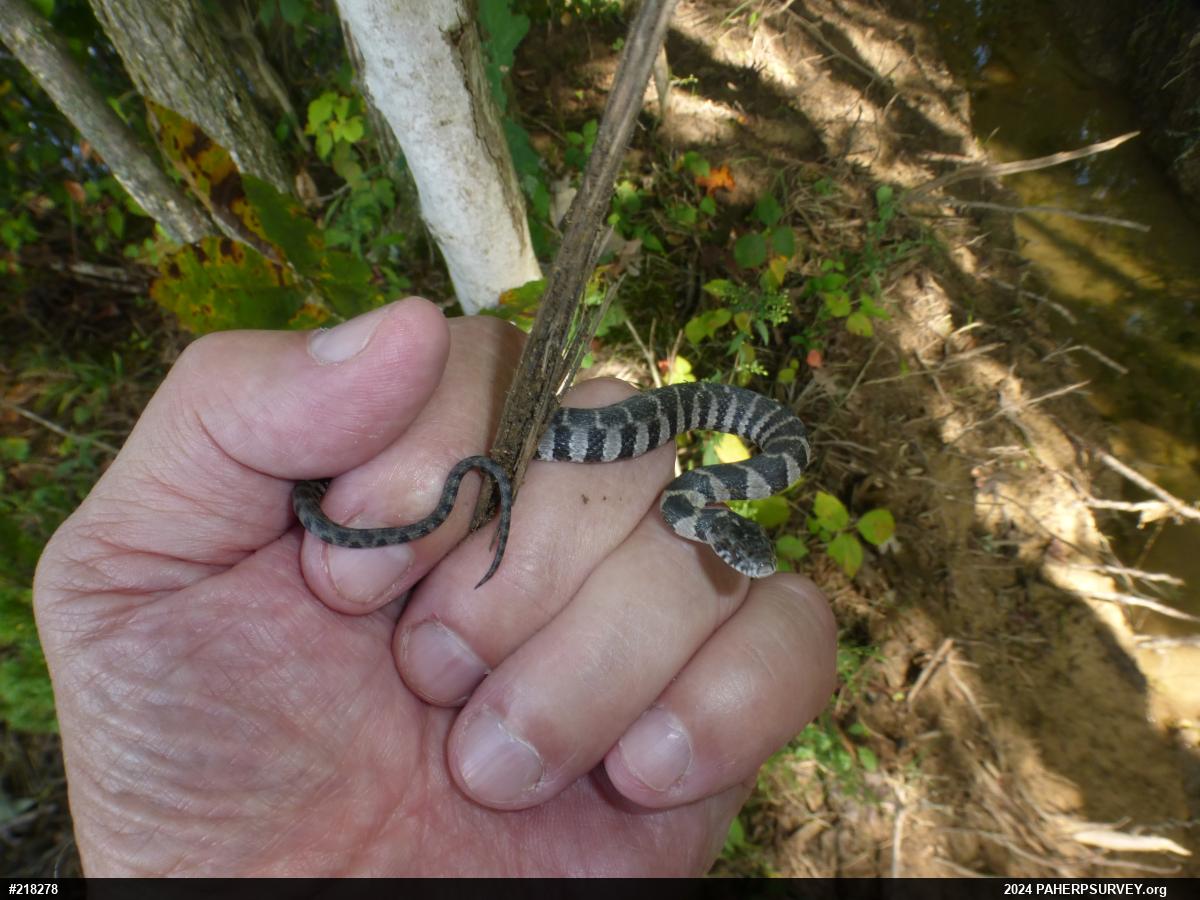 Northern Watersnake