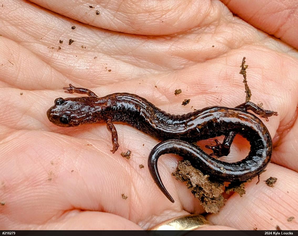 Eastern Red-backed  Salamander