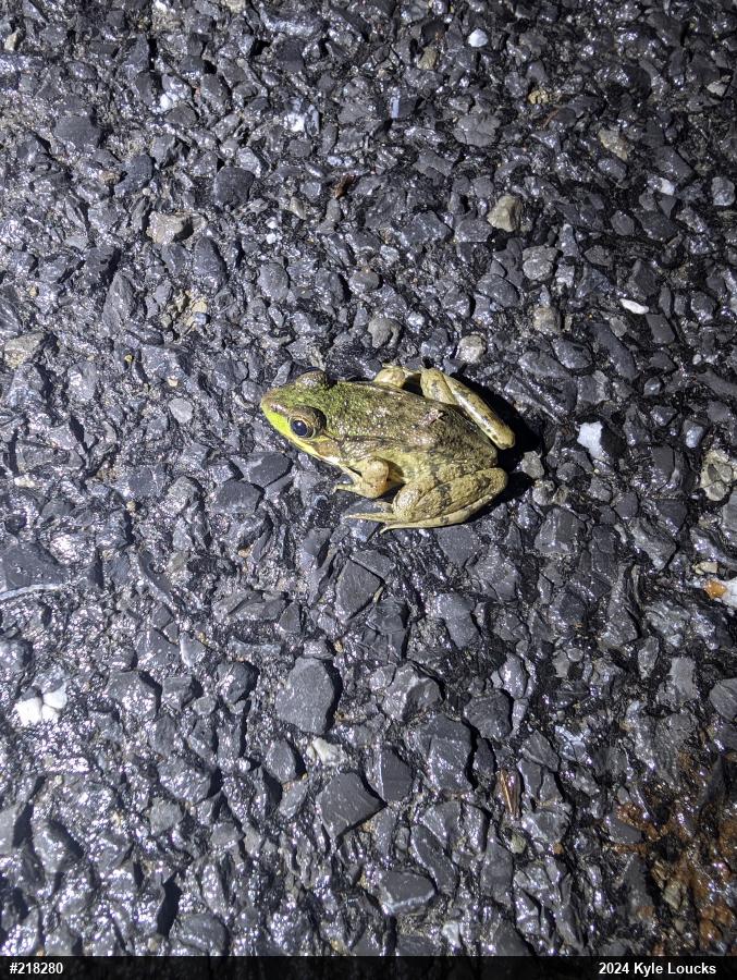 Green Frog