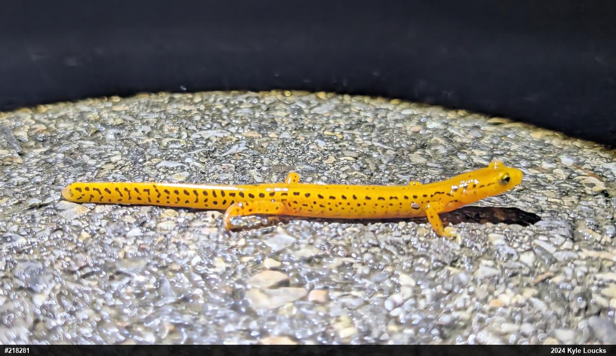 Eastern Long-tailed Salamander