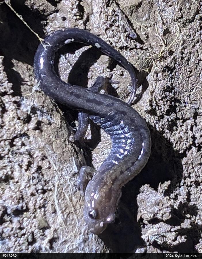 Allegheny Mountain Dusky Salamander