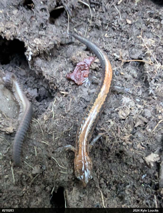 Eastern Red-backed  Salamander