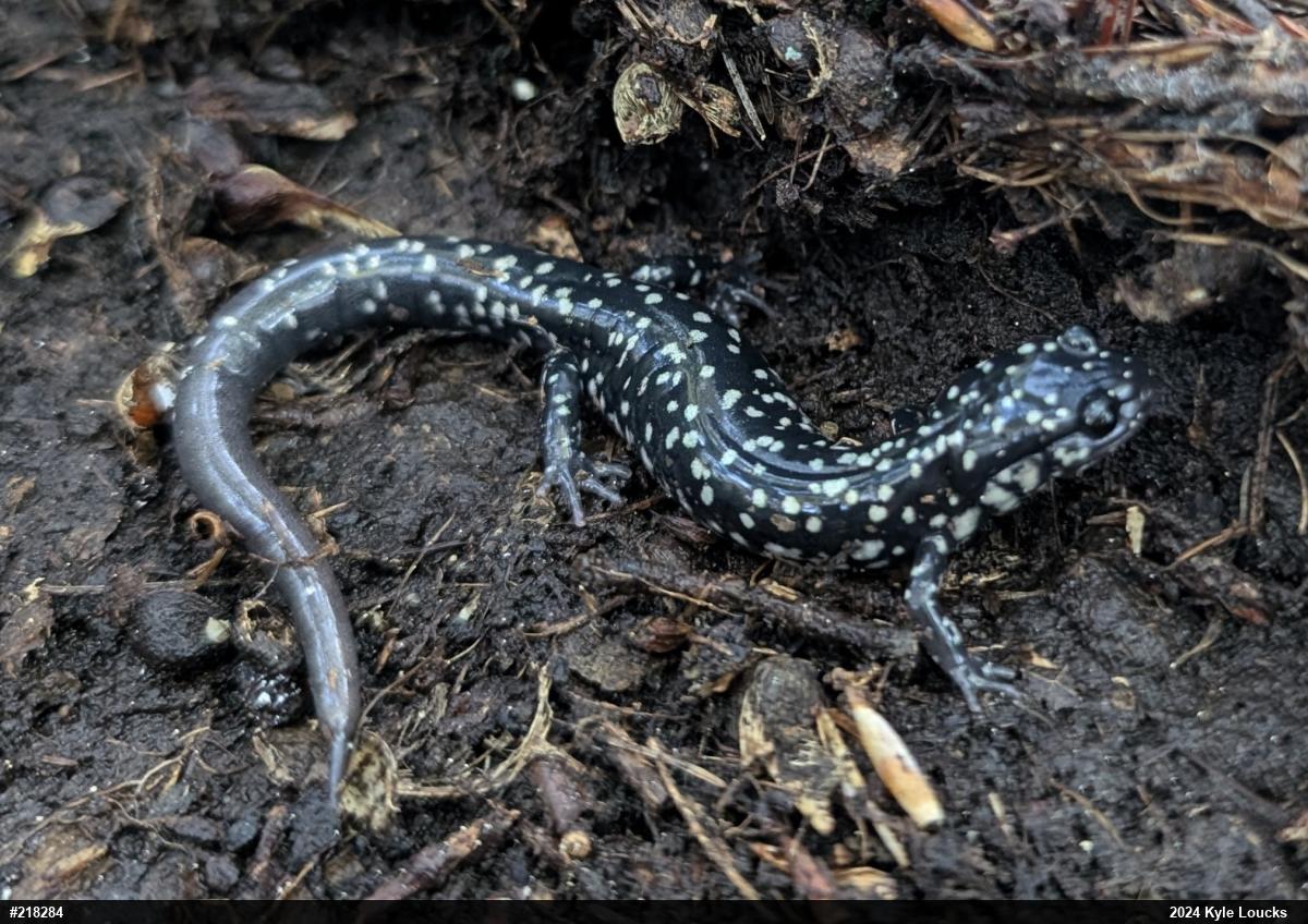 Northern Slimy Salamander