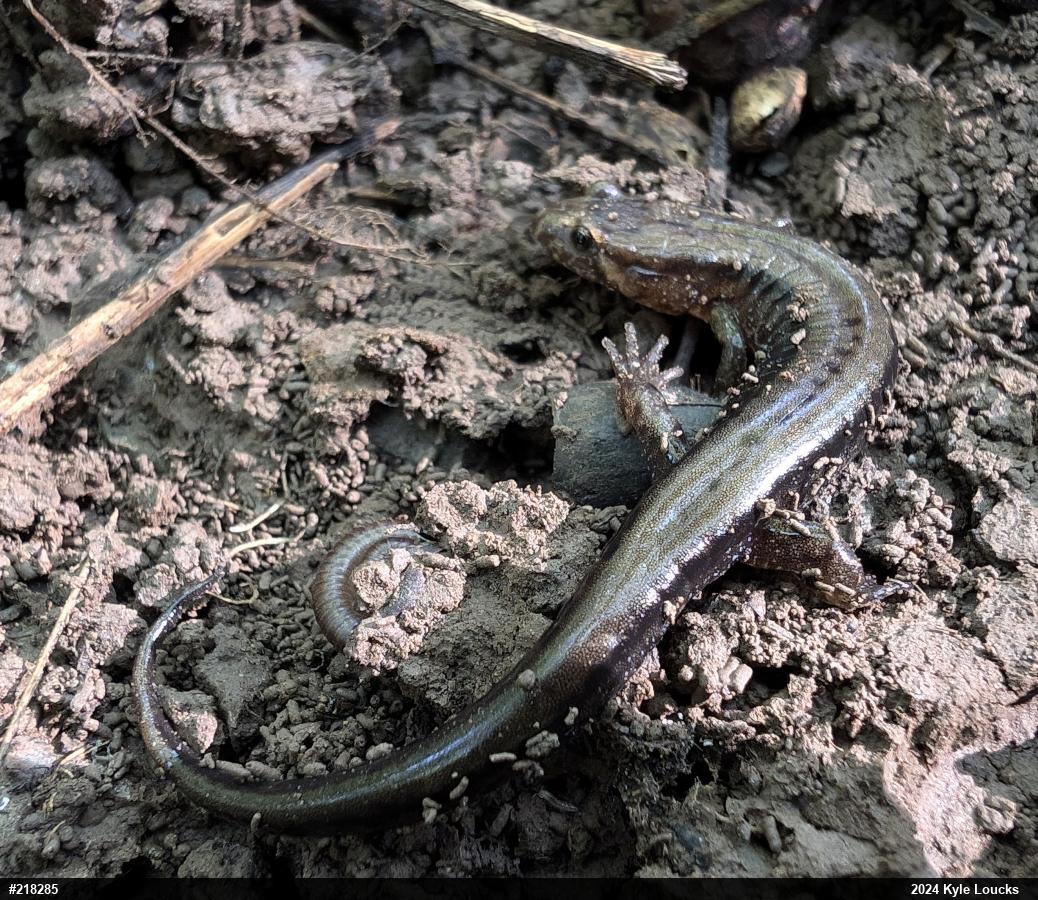 Allegheny Mountain Dusky Salamander