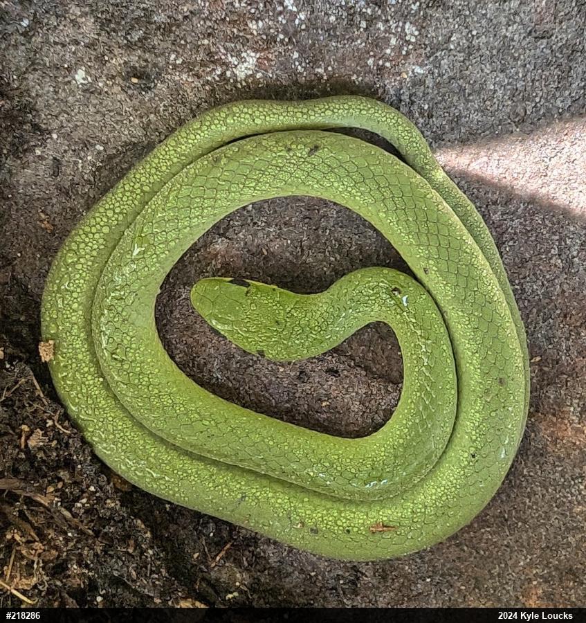 Smooth Greensnake