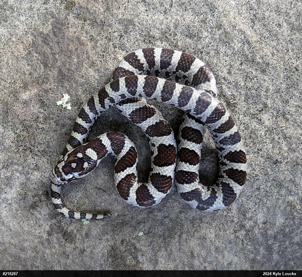 Eastern Milksnake