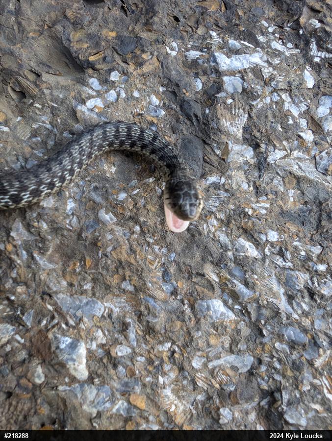 Eastern Gartersnake