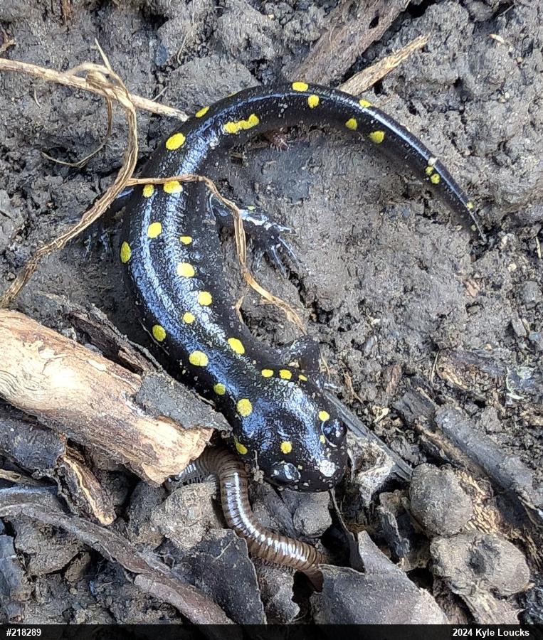 Spotted Salamander