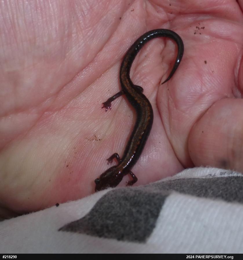 Eastern Red-backed  Salamander