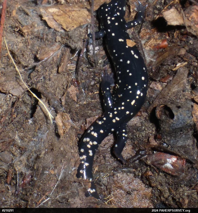 Northern Slimy Salamander