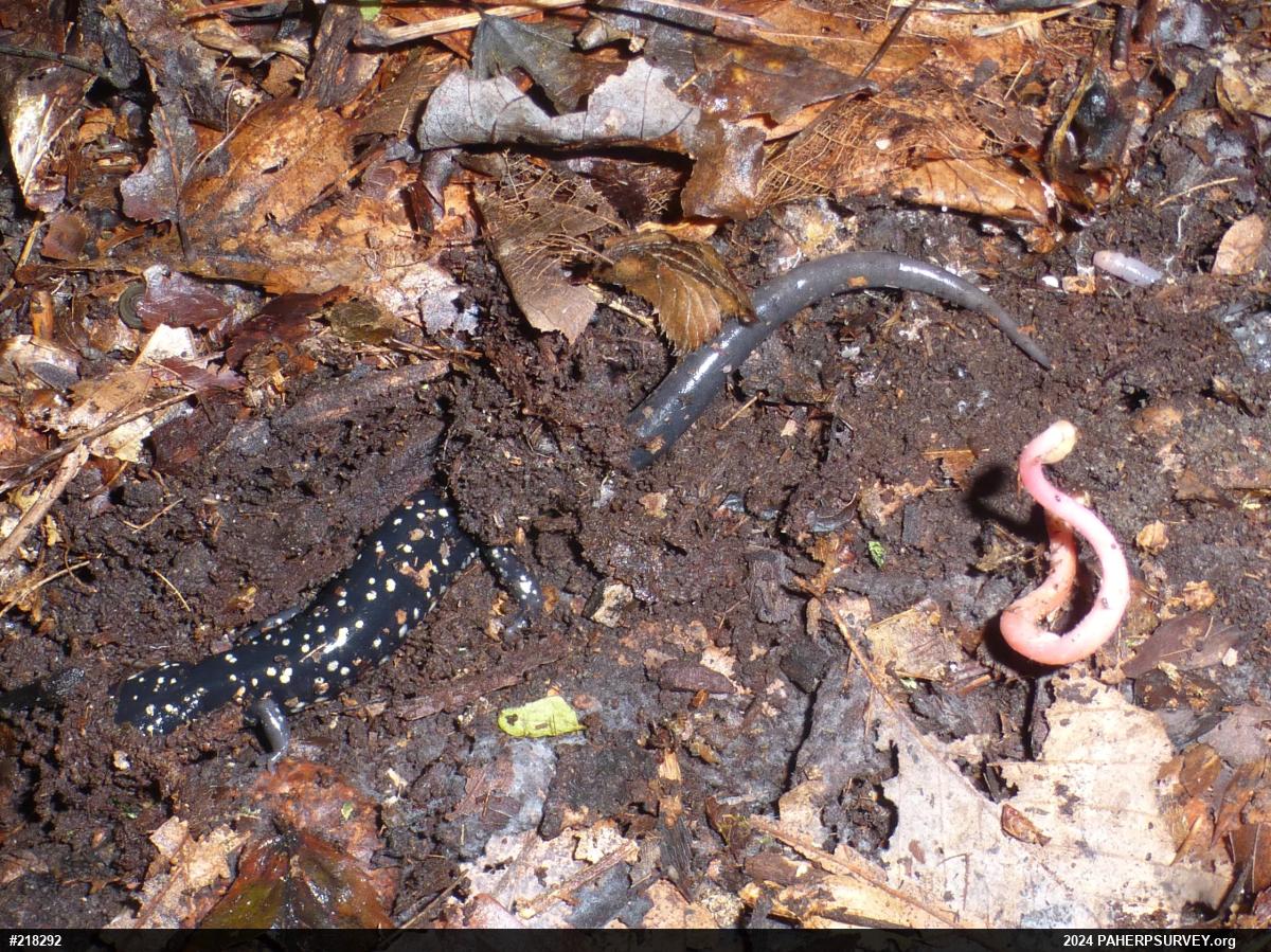 Northern Slimy Salamander
