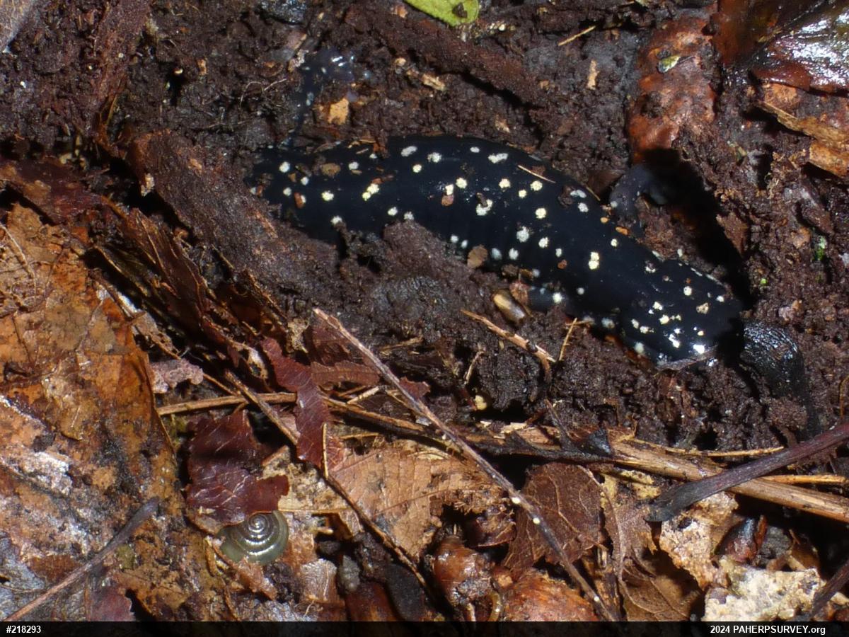 Northern Slimy Salamander
