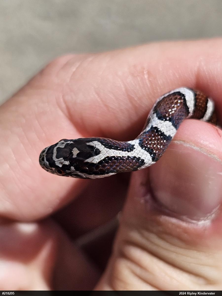 Eastern Milksnake