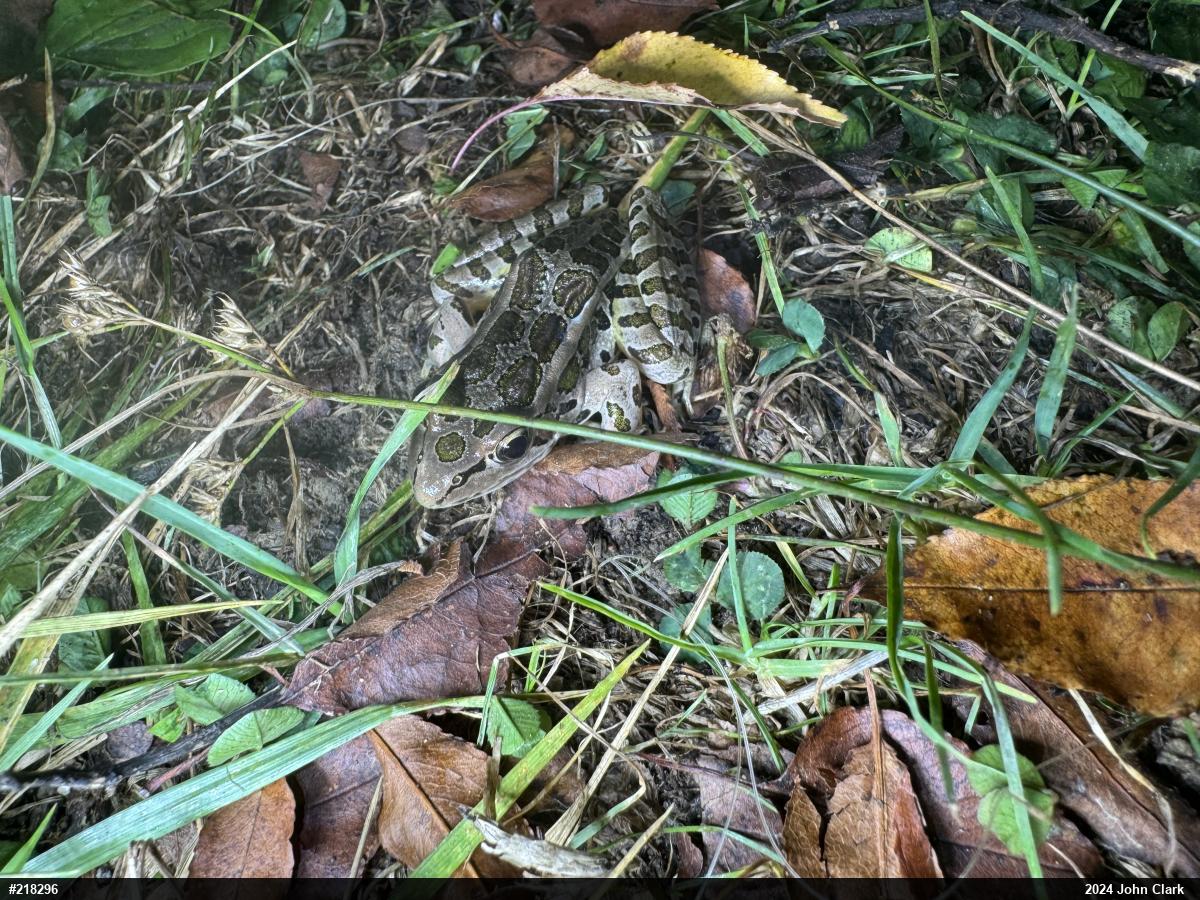Pickerel Frog