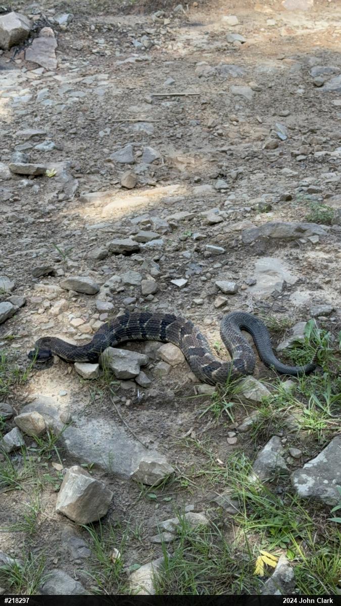 Timber Rattlesnake