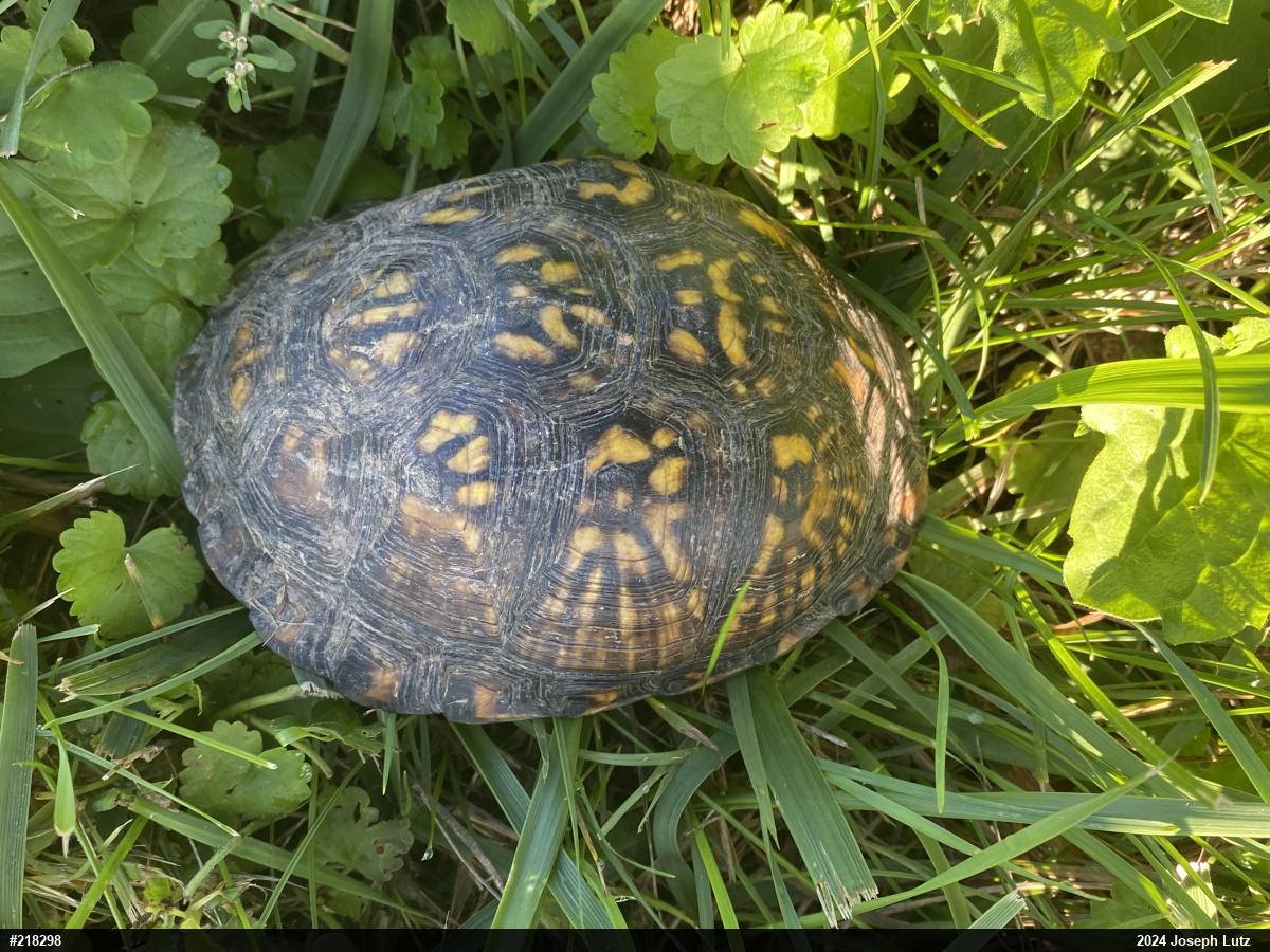Eastern Box Turtle