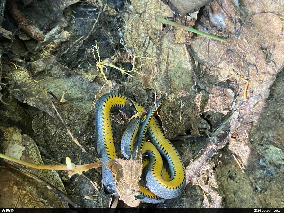 Northern Ring-necked Snake