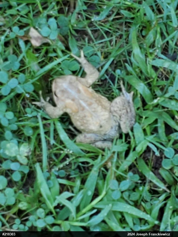 Eastern American Toad