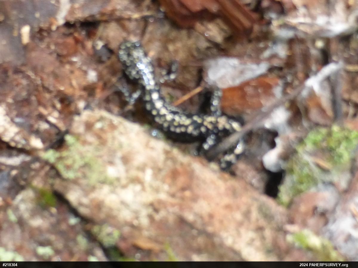 Northern Slimy Salamander