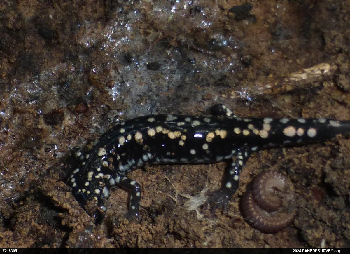 Northern Slimy Salamander