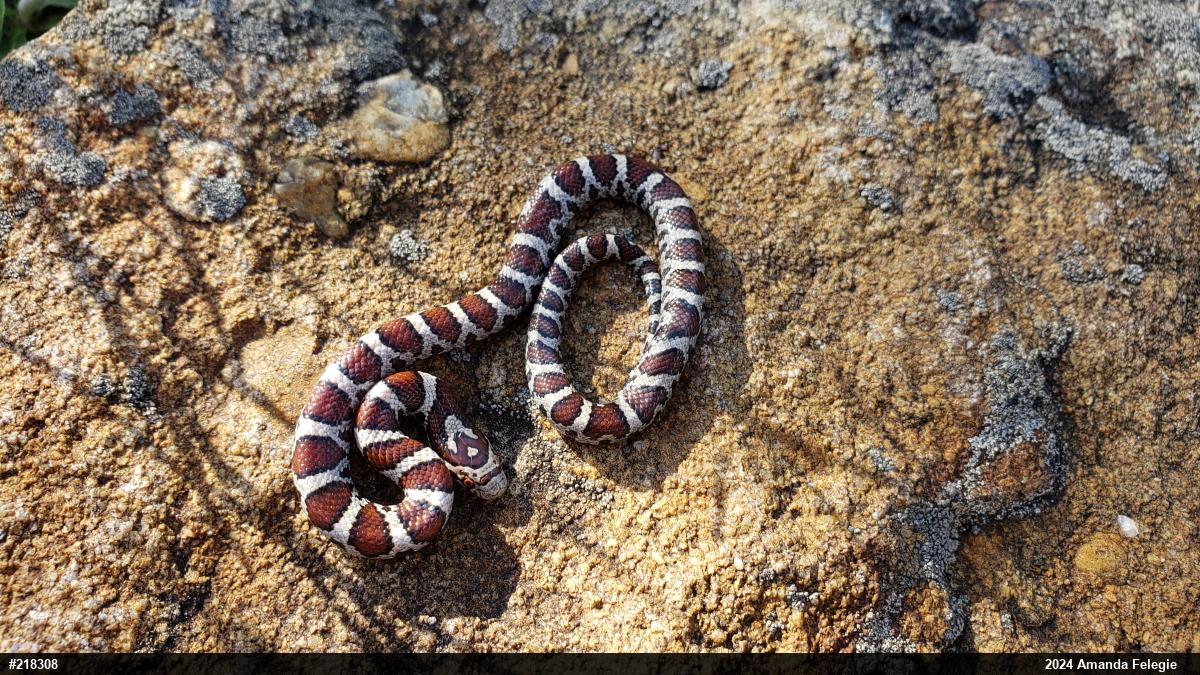 Eastern Milksnake