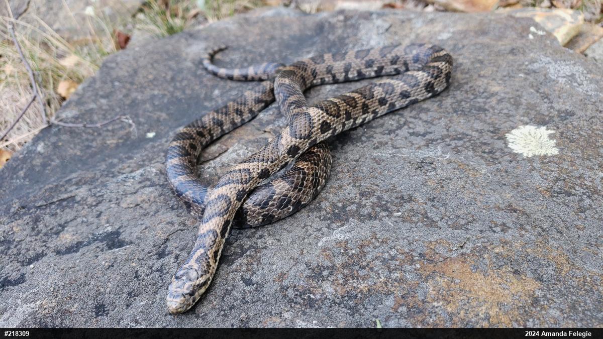 Eastern Milksnake
