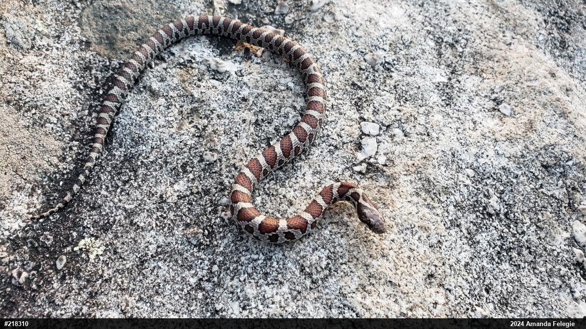 Eastern Milksnake