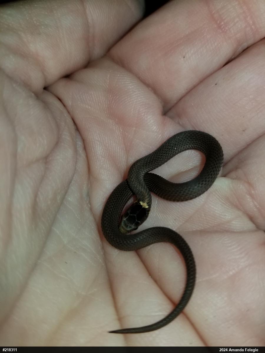 Red-bellied Snake