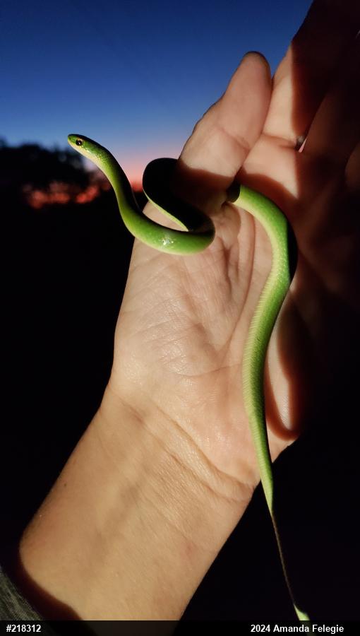 Smooth Greensnake