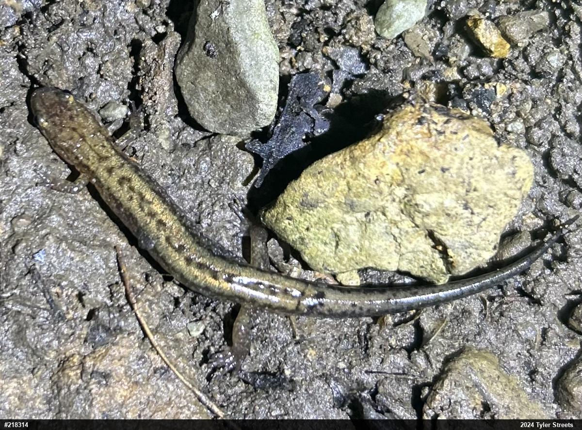 Allegheny Mountain Dusky Salamander