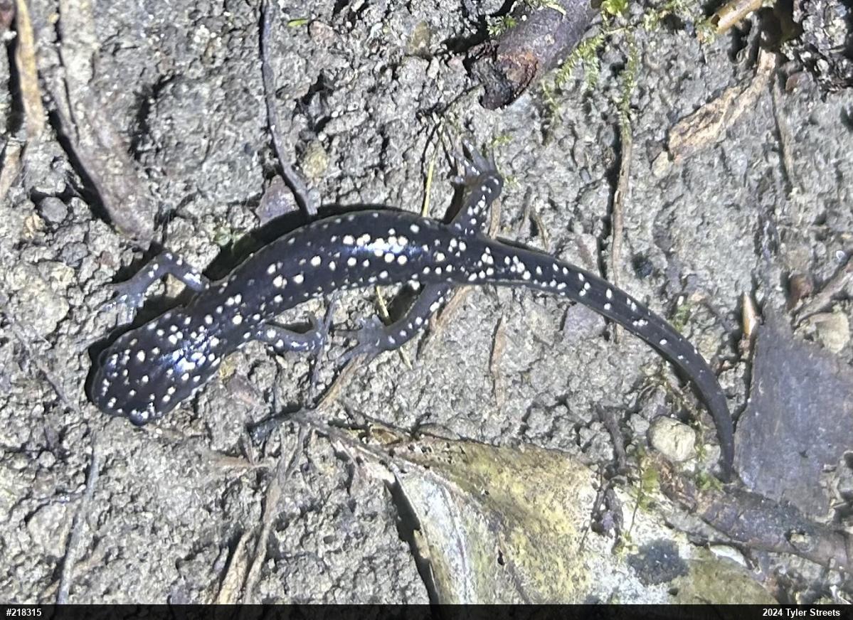 Northern Slimy Salamander