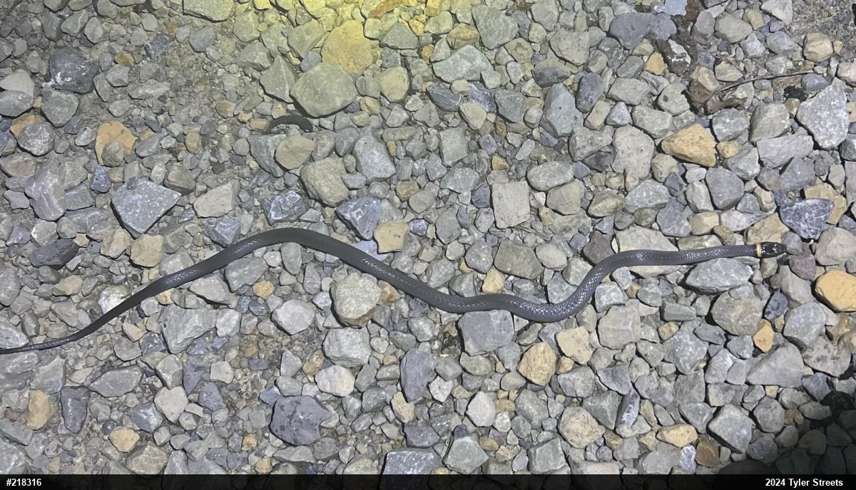 Northern Ring-necked Snake