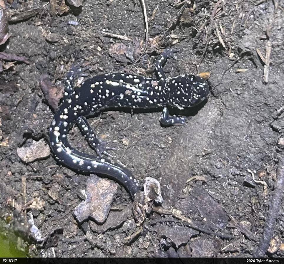 Northern Slimy Salamander