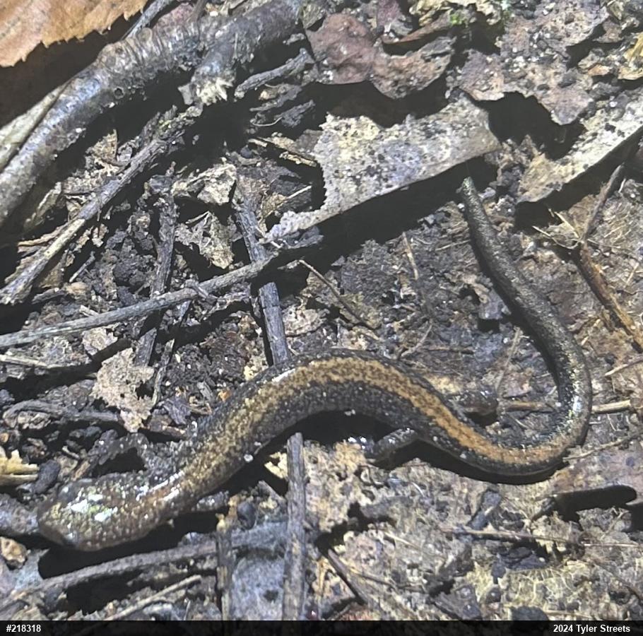 Eastern Red-backed  Salamander