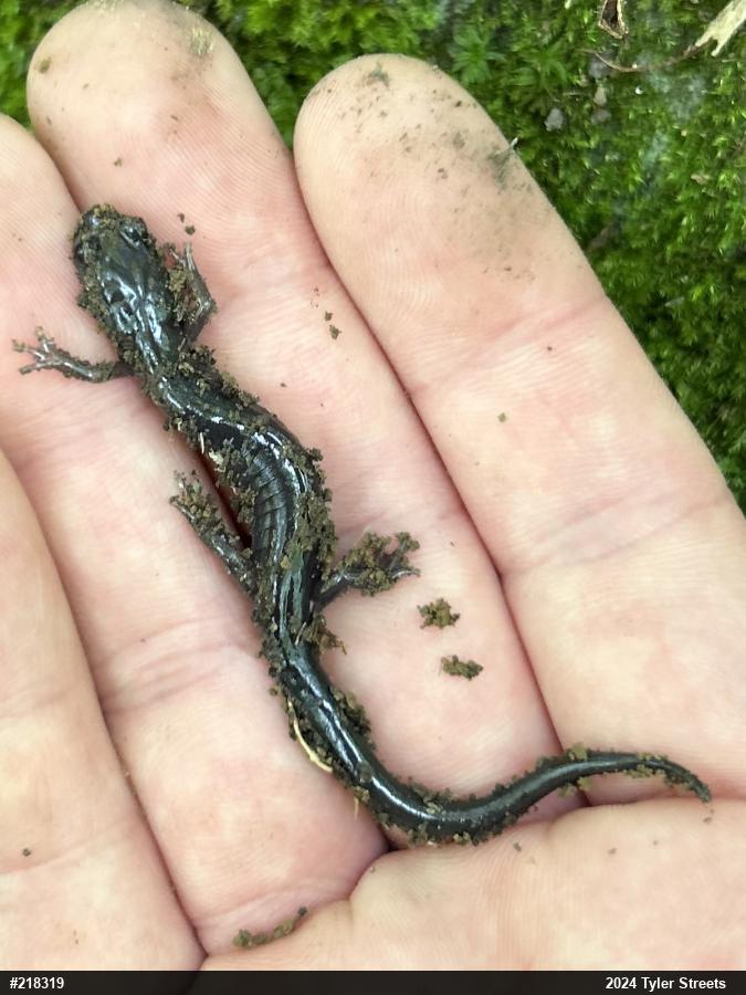 Wehrle's Salamander