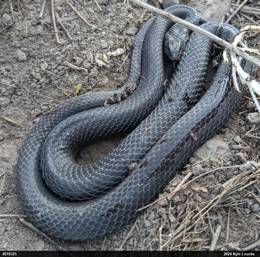 Northern Black Racer