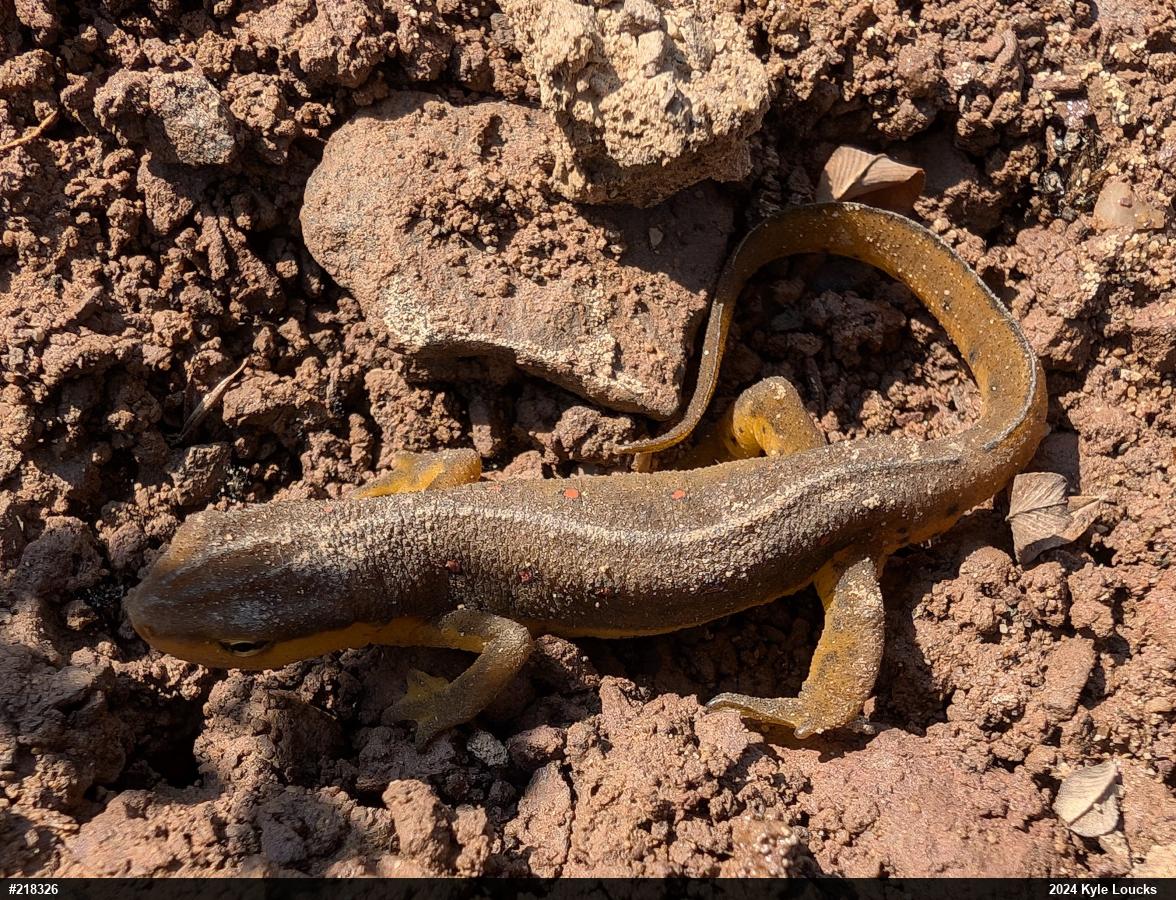 Red-spotted Newt