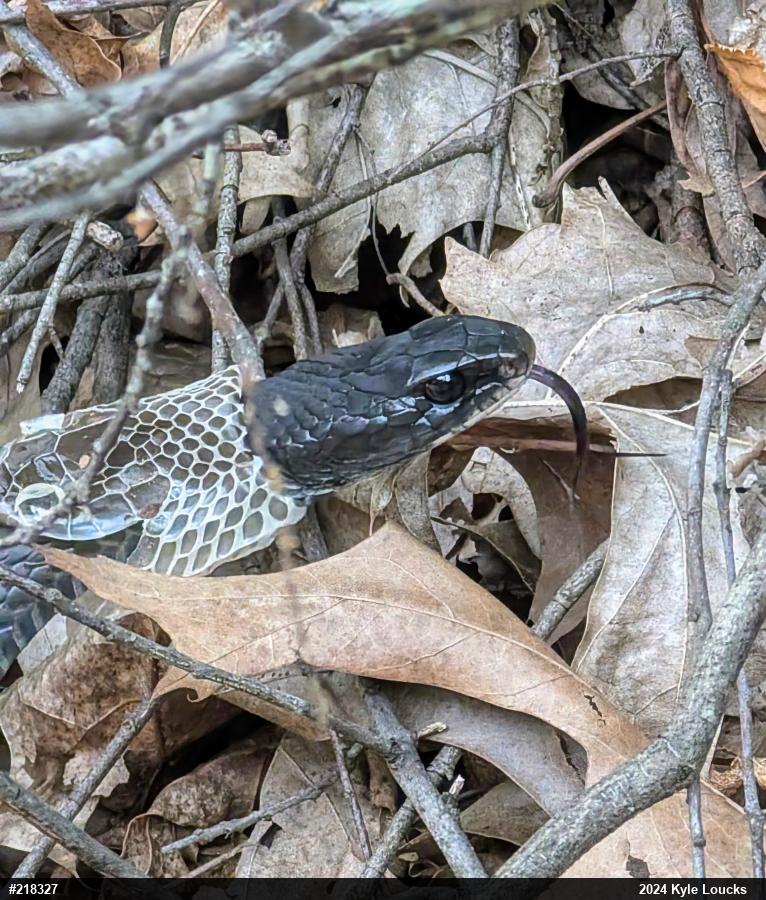 Northern Black Racer