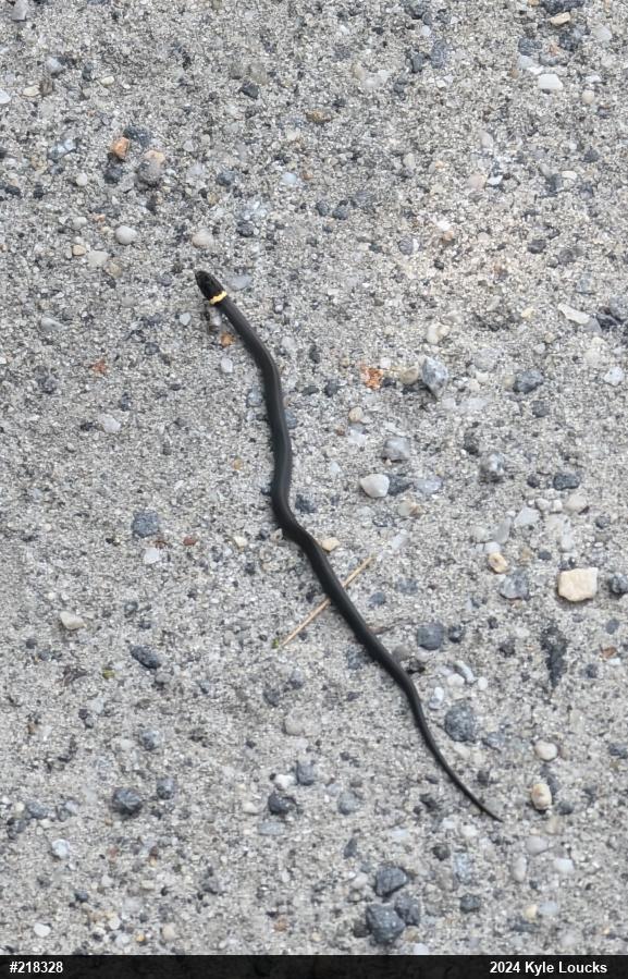 Northern Ring-necked Snake