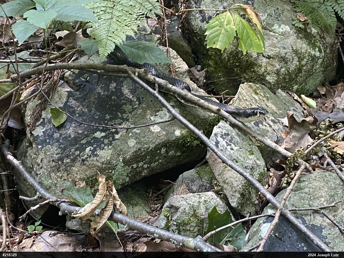Eastern Ratsnake