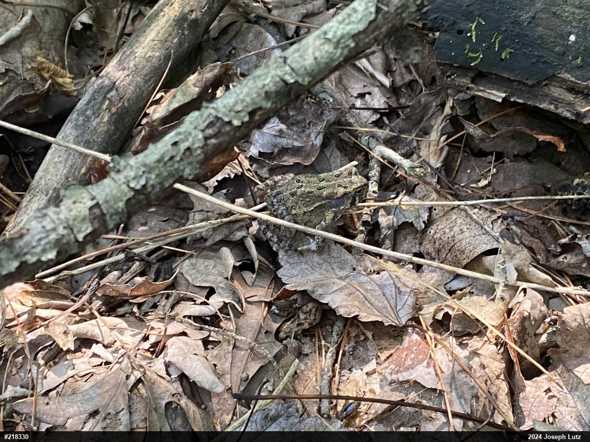 Eastern American Toad