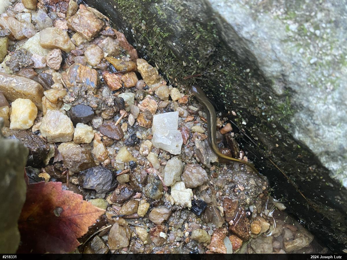 Northern Two-lined Salamander