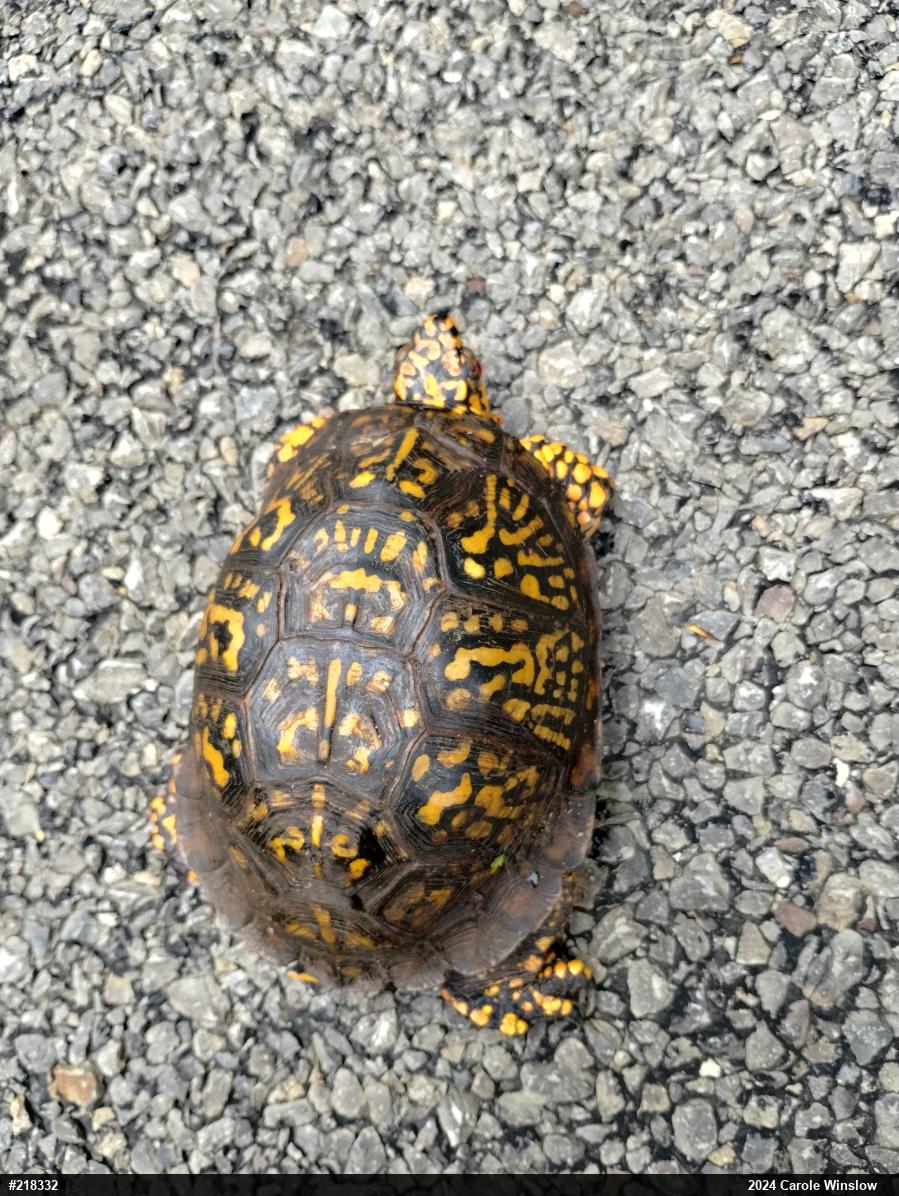 Eastern Box Turtle