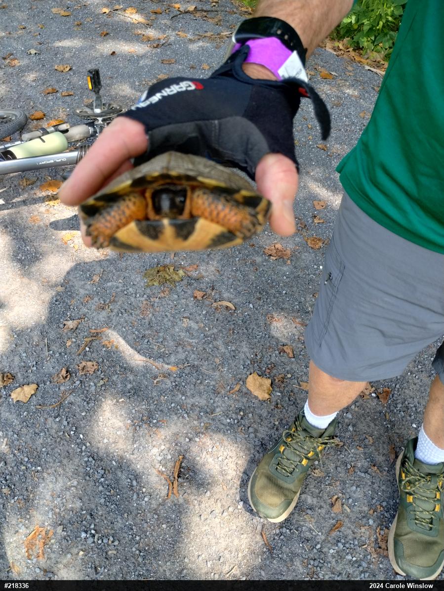 Wood Turtle