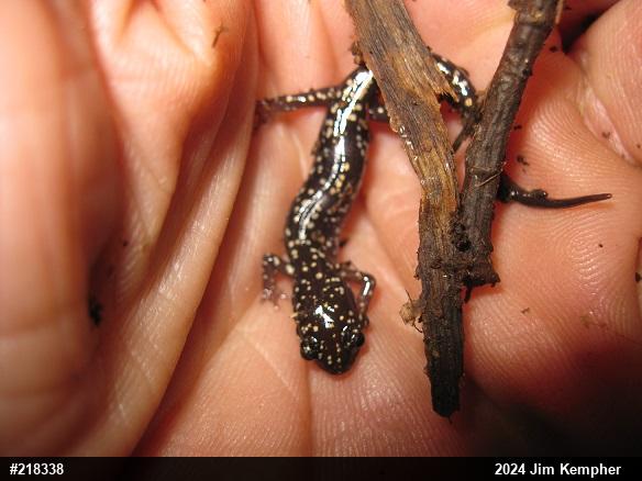 Northern Slimy Salamander