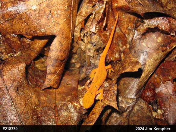 Red-spotted Newt