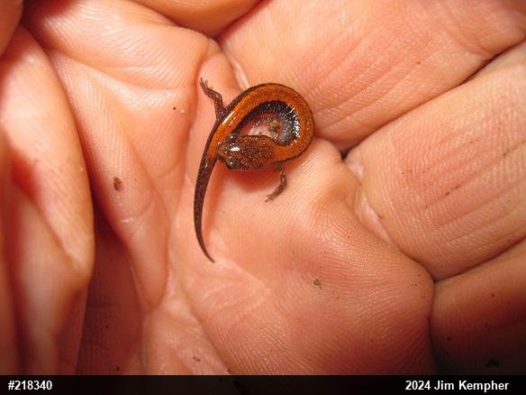Eastern Red-backed  Salamander