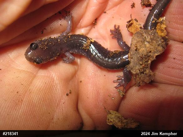 Wehrle's Salamander