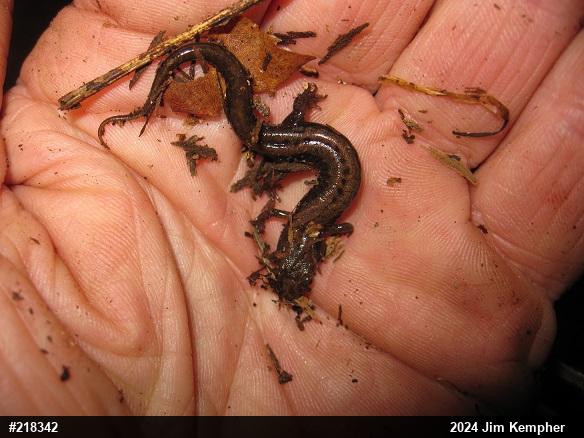Allegheny Mountain Dusky Salamander