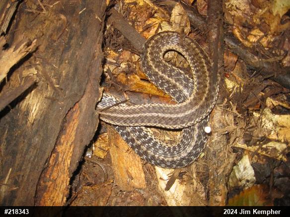 Eastern Gartersnake